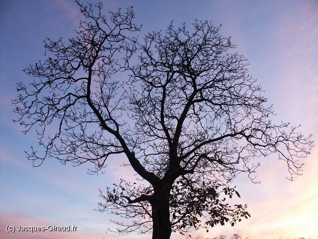 2005-11-05 17-12-45 novembre 33,1mm 1_32_eme f4,0(x1024).jpg